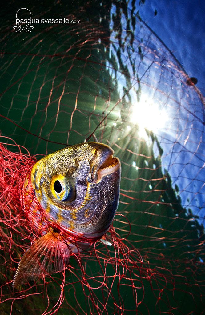 Completa las Misiones